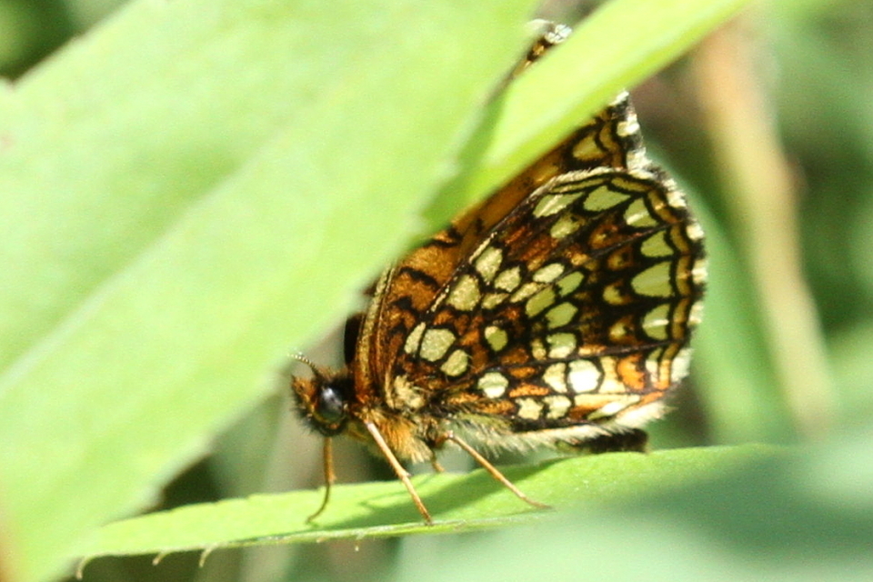 Melitaea diamina - kockás tarkalepke