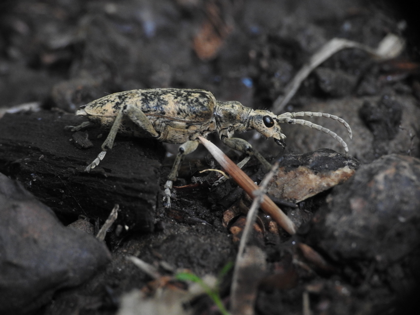 Rhagium sycophanta - tölgyes-tövisescincér