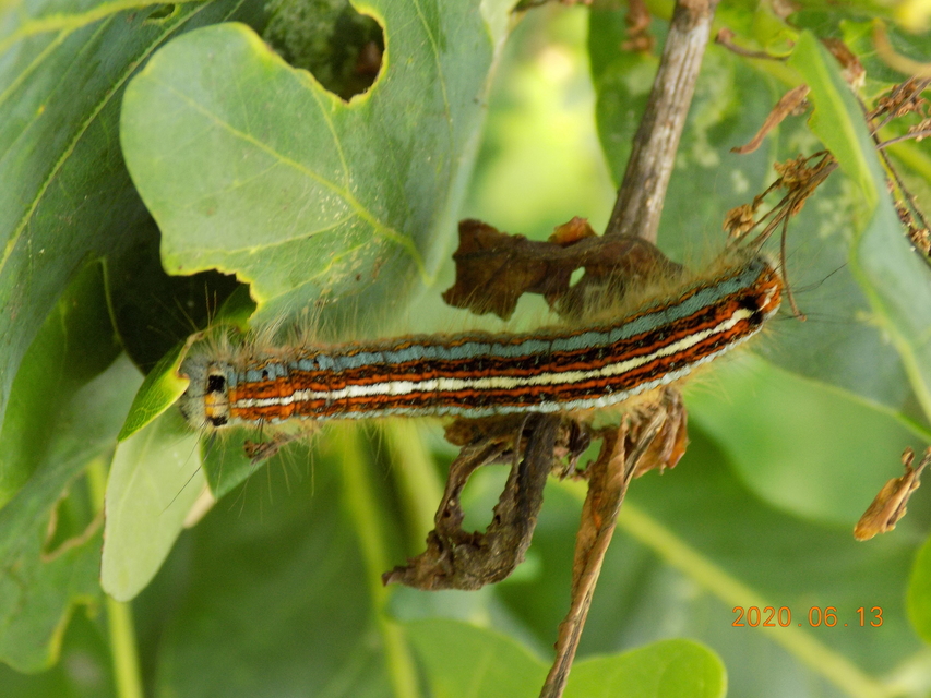 Malacosoma neustria - gyűrűsszövő