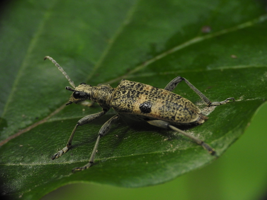 Rhagium mordax - cser-tövisescincér
