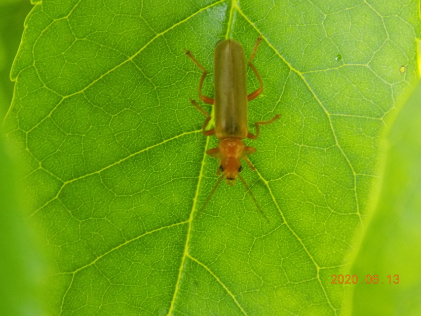 Cantharis rufa - rőt lágybogár