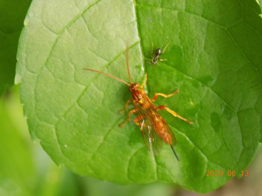 Theronia atalantae