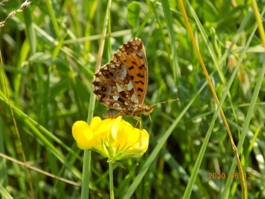 Boloria dia - kis gyöngyházlepke
