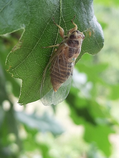 Cicadidae - énekeskabócák