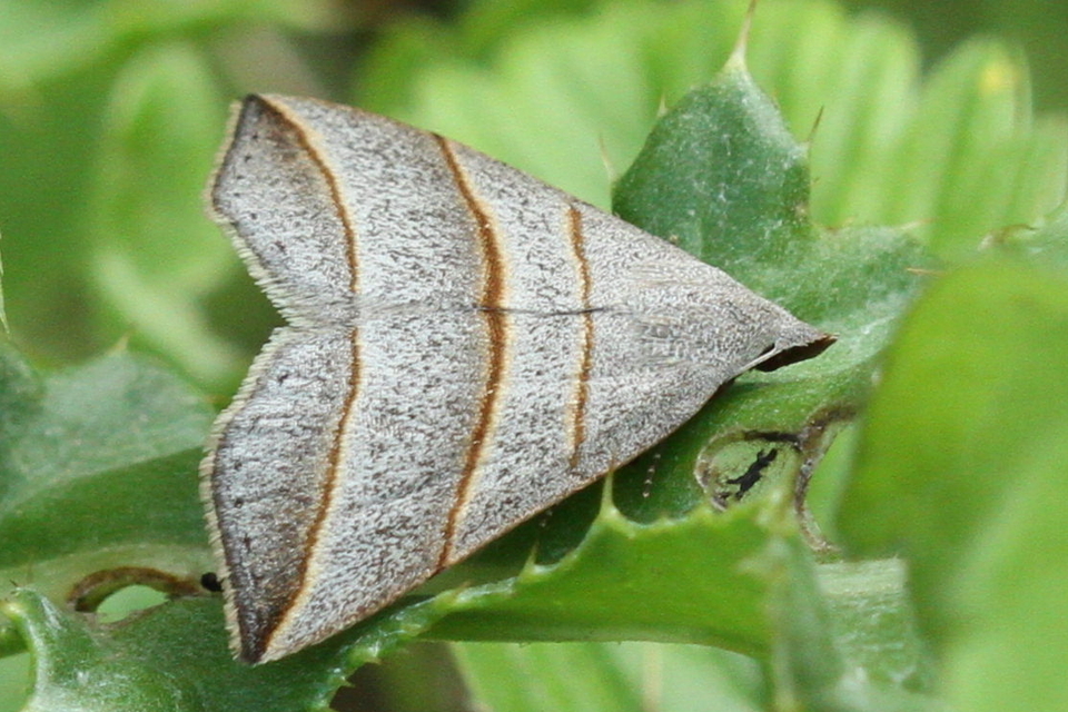 Colobochyla salicalis - háromsávos törpebagoly