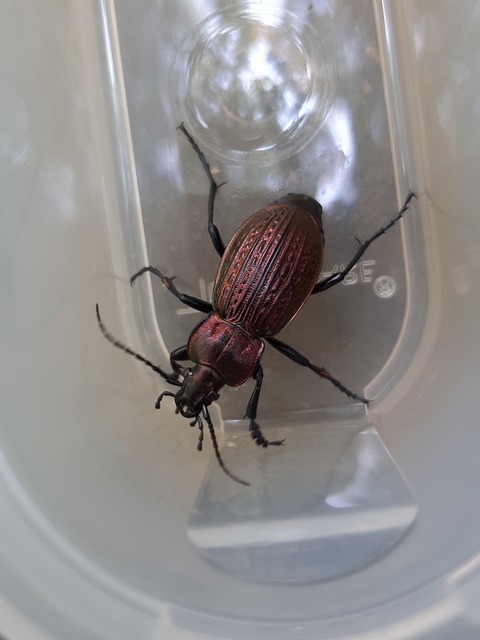 Carabus ulrichii - rezes futrinka Carabus ulrichii - rezes futrinka