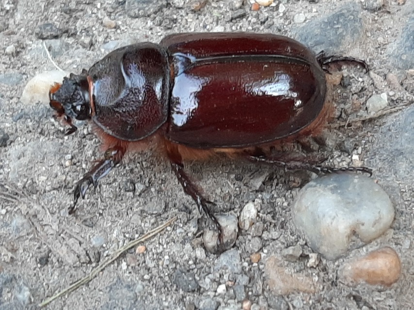 Oryctes nasicornis - orrszarvú bogár