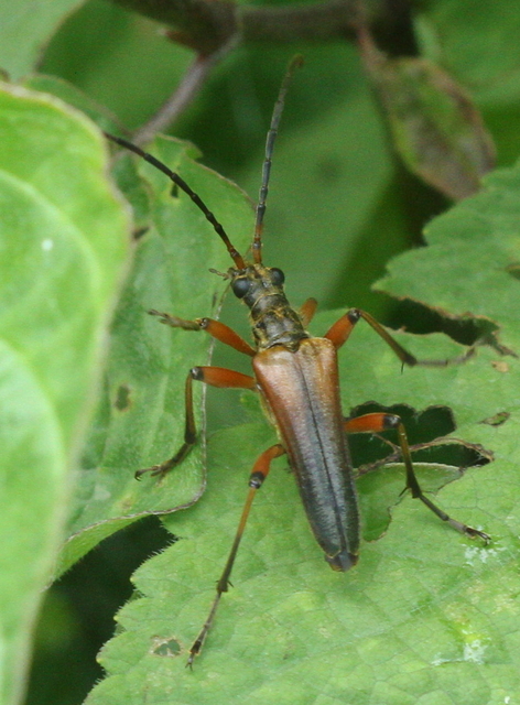 Stenocorus meridianus - fűz-gyökércincér
