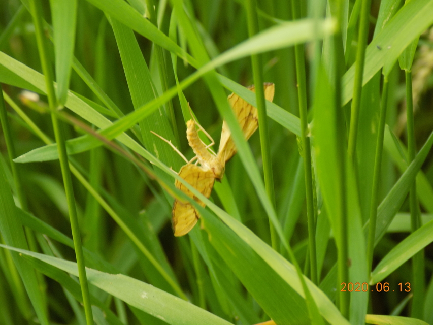 Eulithis pyraliata - sárga galajaraszoló