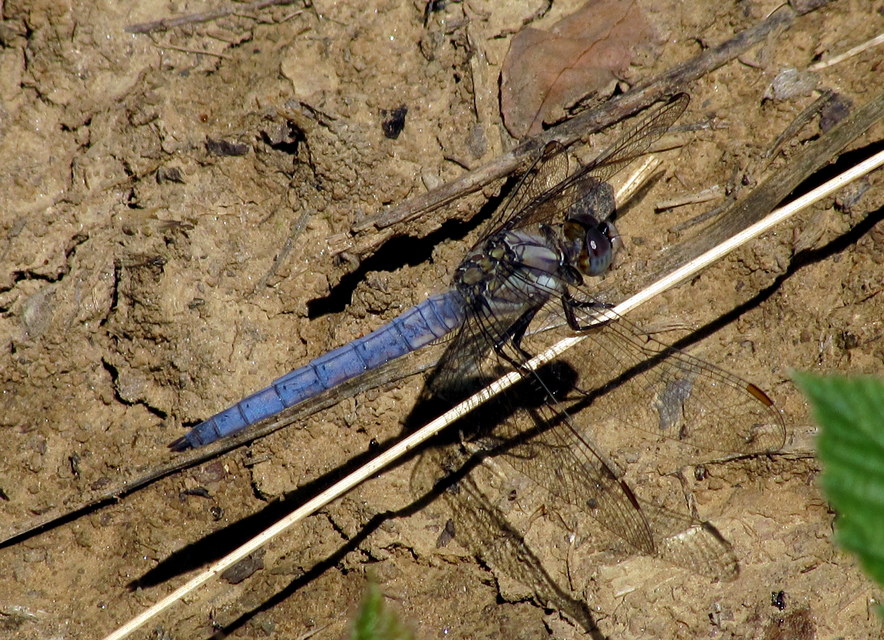 Orthetrum brunneum - pataki pásztorszitakötő