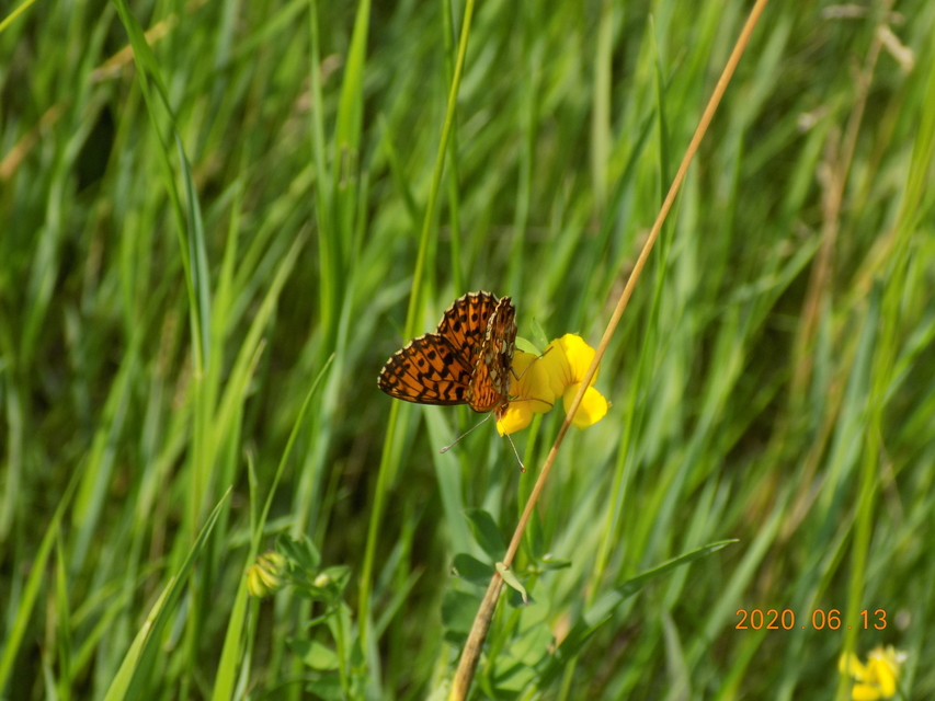 Boloria dia - kis gyöngyházlepke
