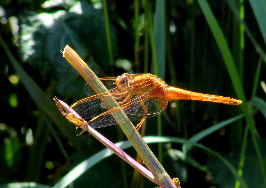 Crocothemis erythraea - skarlát szitakötő