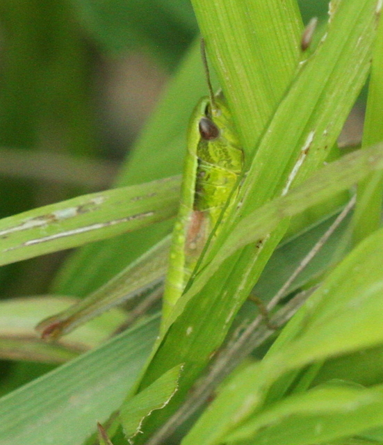 Euthystira brachyptera - smaragdzöld sáska