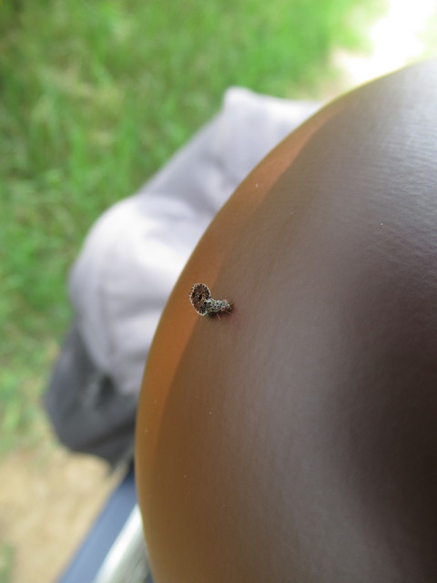 Callopistromyia annulipes - pávalégy