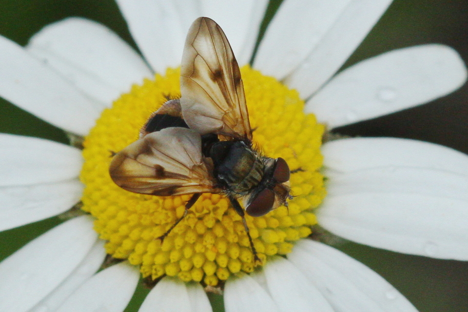Ectophasia
