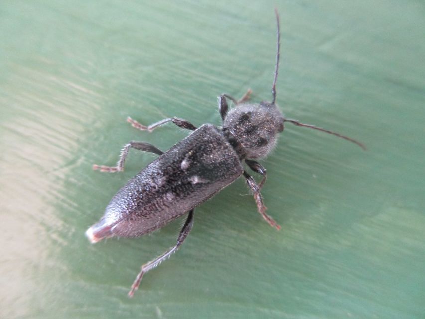 Hylotrupes bajulus - házicincér