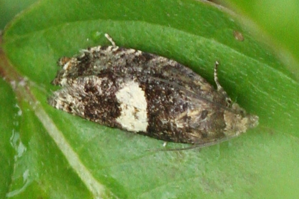 Epiblema
