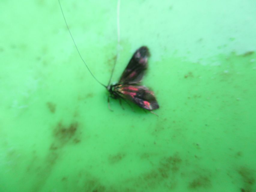 Nemophora