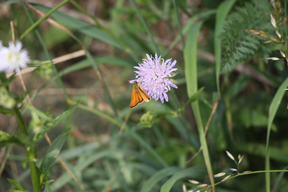 Thymelicus lineola - vonalas busalepke
