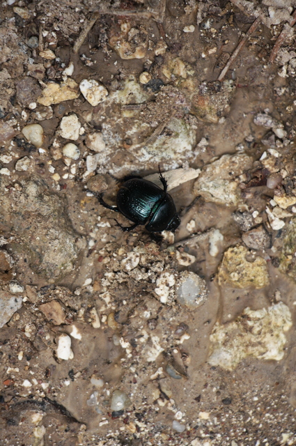Anoplotrupes stercorosus - erdei álganéjtúró