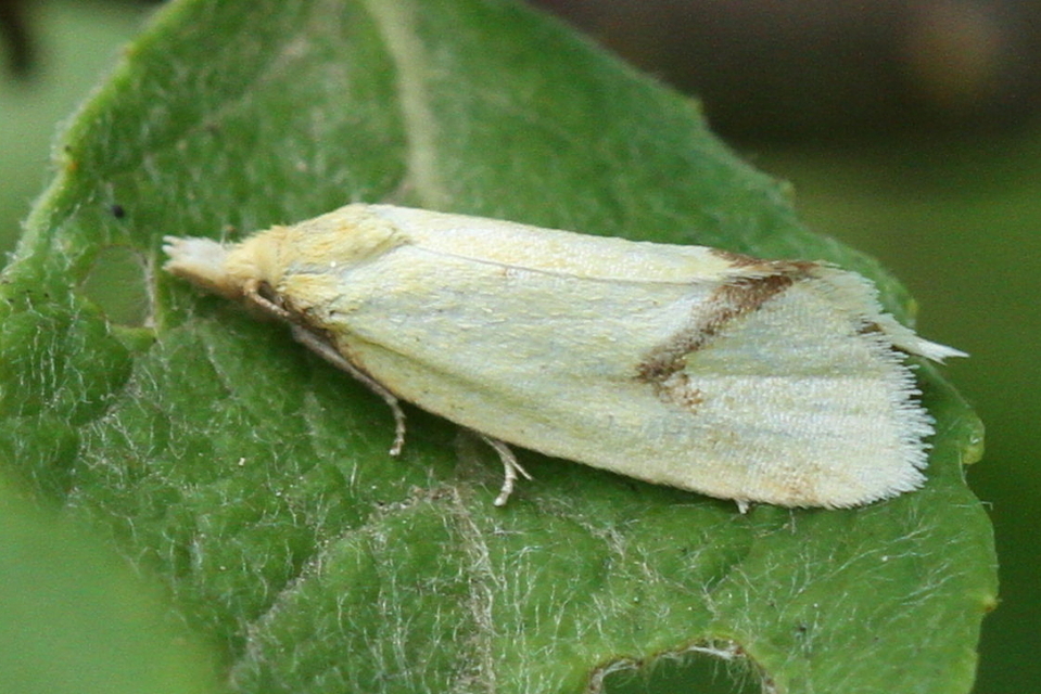 Agapeta hamana - közönséges sárgamoly