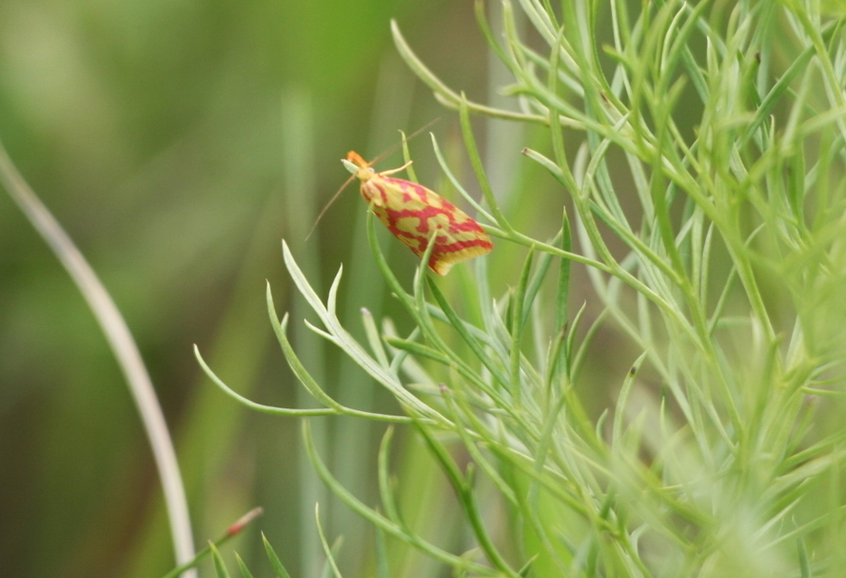 Hypercallia citrinalis - pirossávos díszmoly