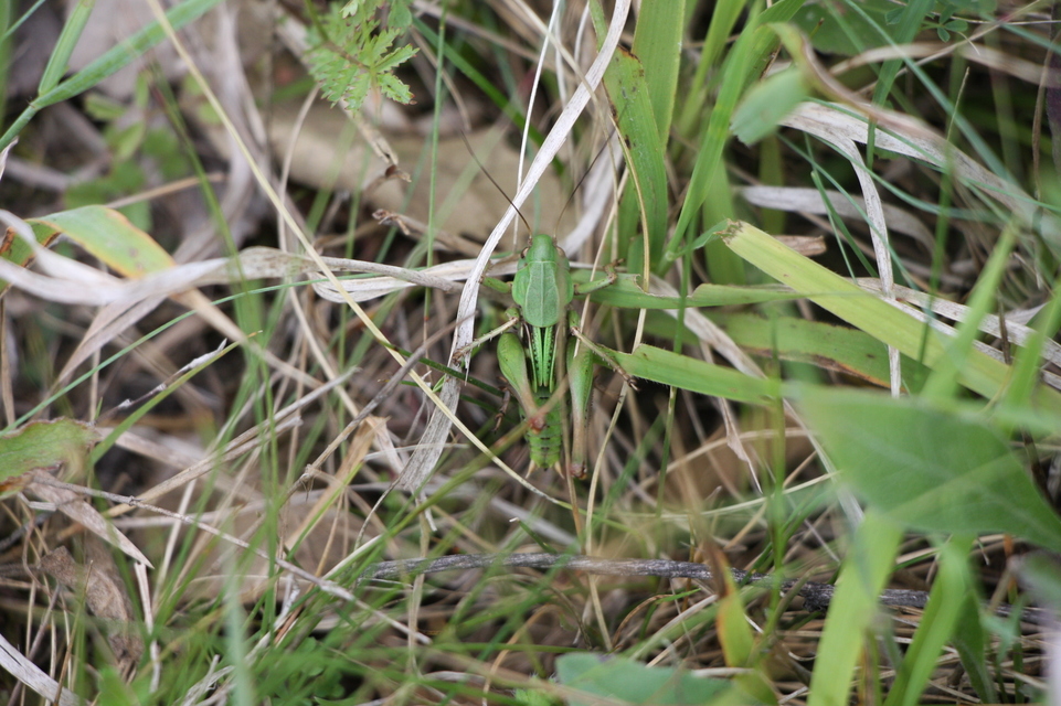 Decticus verrucivorus - szemölcsevő szöcske