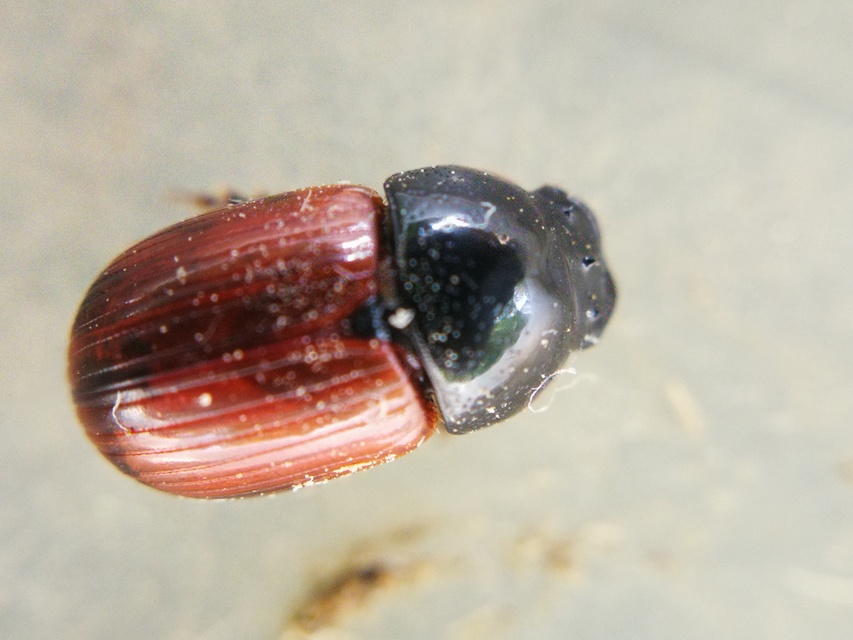 Aphodius fimetarius - feketehasú trágyabogár