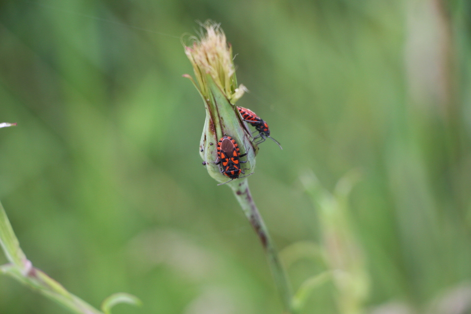 Spilostethus saxatilis - virágbodobács