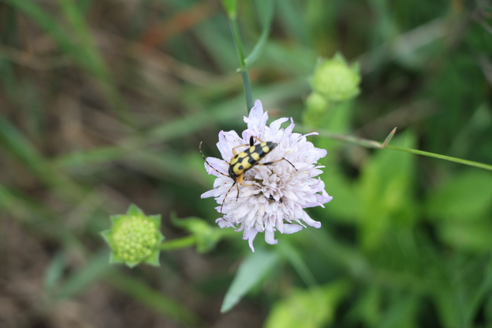 Rutpela maculata - tarkacsápú karcsúcincér