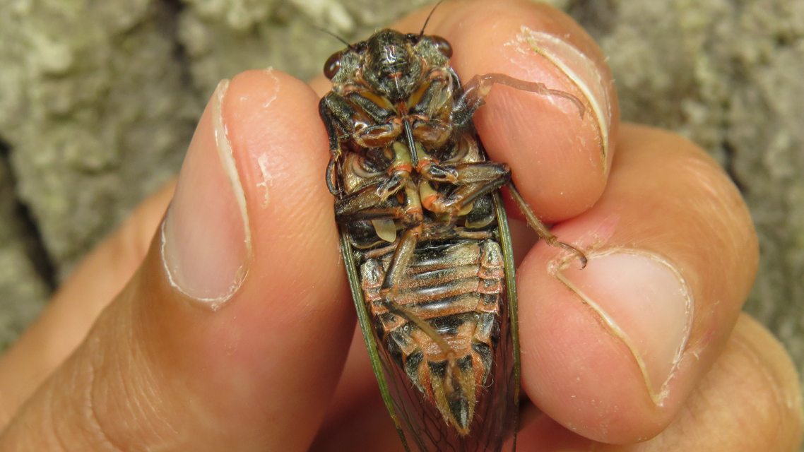 Cicadidae - énekeskabócák