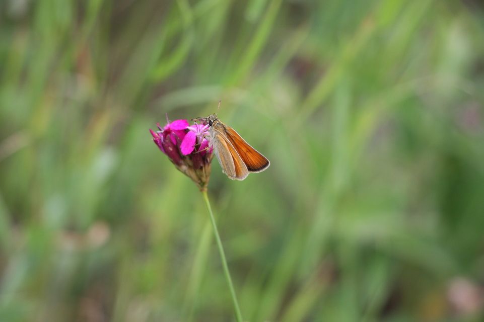 Thymelicus lineola - vonalas busalepke