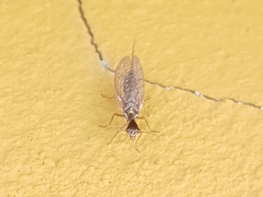 Raphidioptera - Tevenyakú-fátyolkák