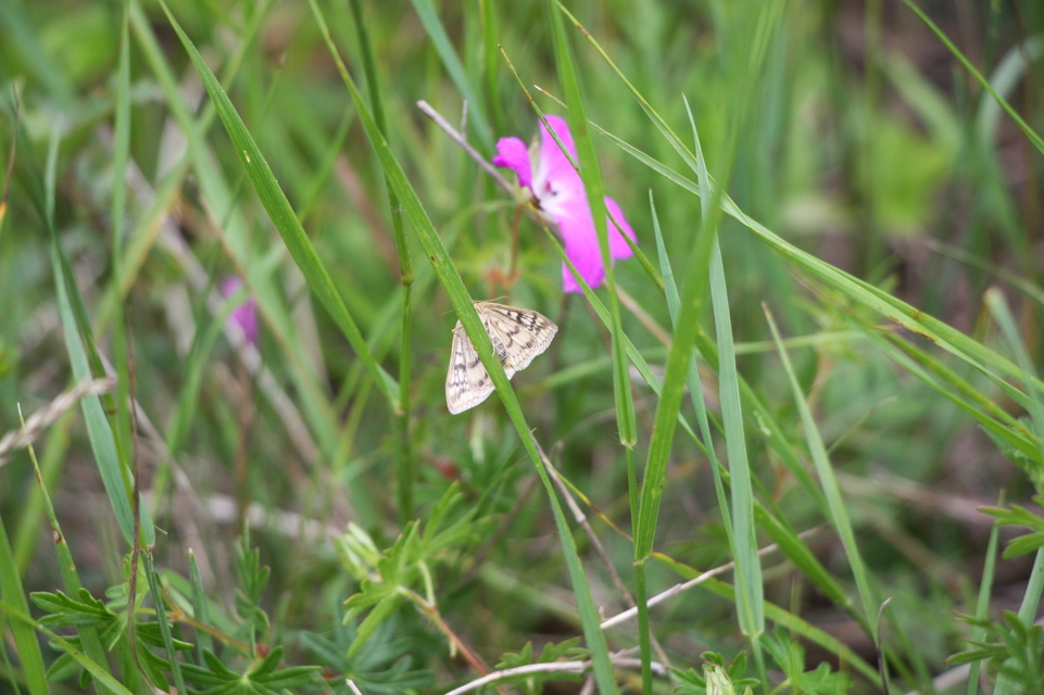 Sitochroa verticalis - világossárga dudvamoly