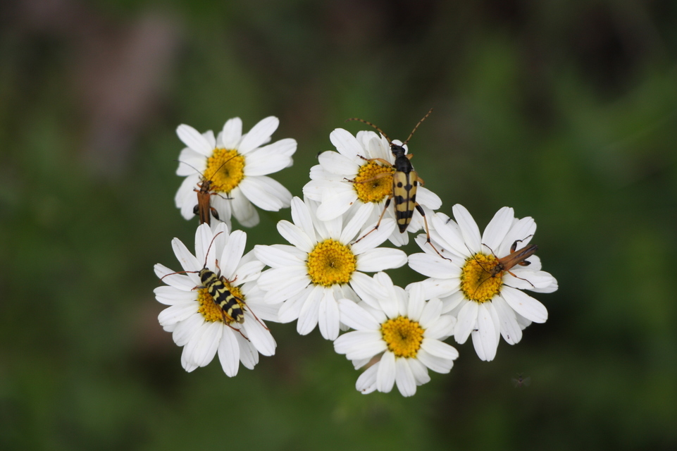 Oedemera podagrariae - székfű-álcincér