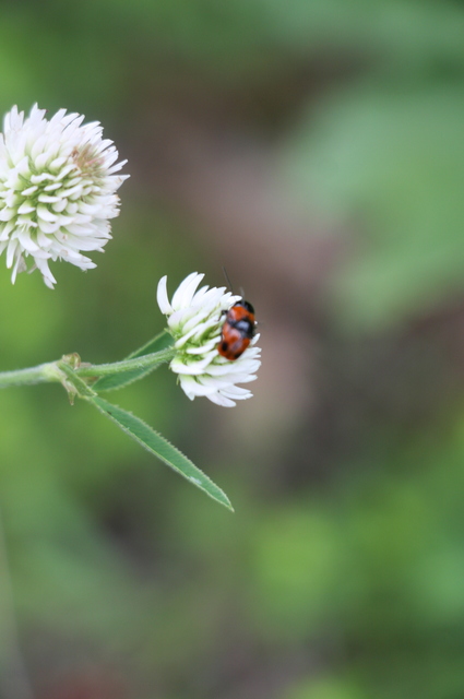 Cryptocephalus bipunctatus - kétpettyes zömökbogár