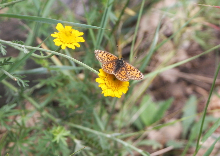 Melitaea trivia - kis tarkalepke
