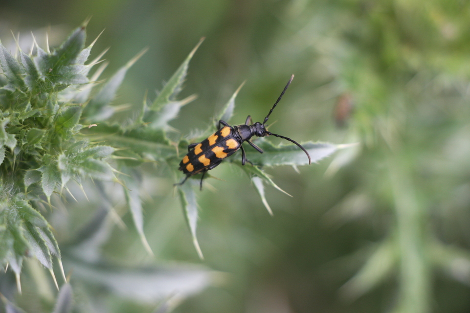 Leptura quadrifasciata - feketeszőrű szalagoscincér