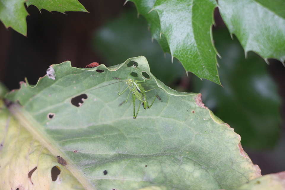 Leptophyes albovittata - közönséges virágszöcske