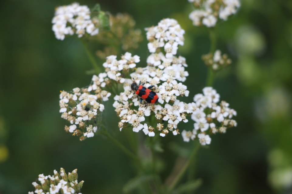Trichodes apiarius - szalagos méhészbogár