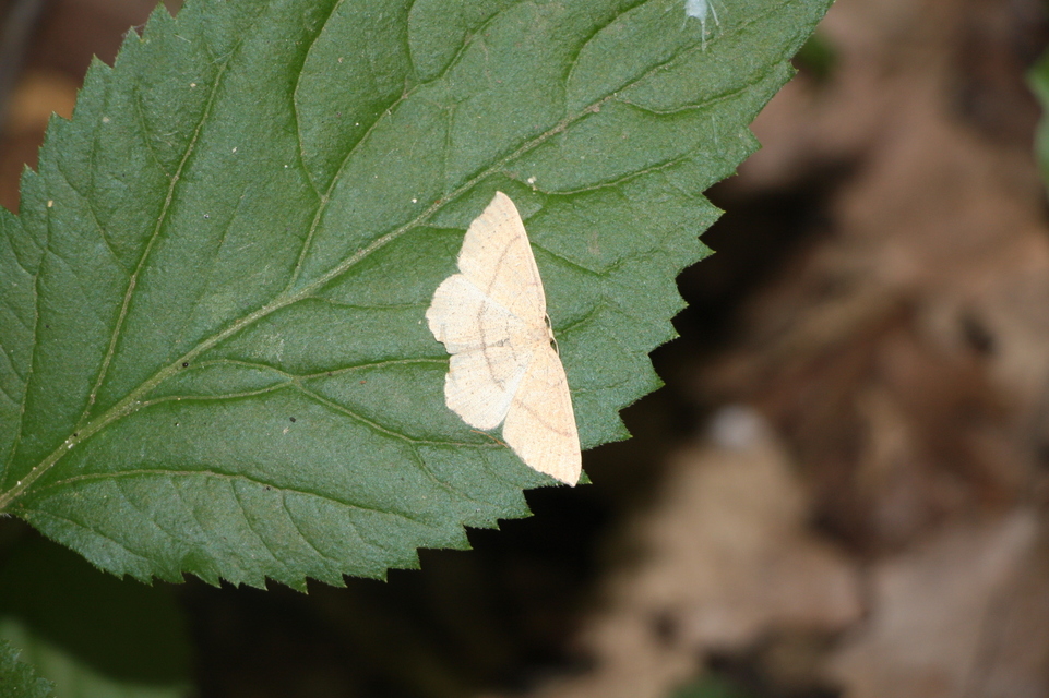 Cyclophora linearia - vonalas pettyesaraszoló