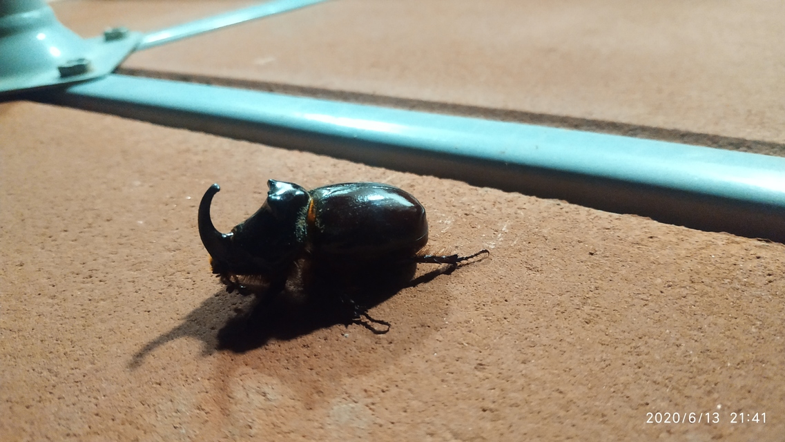 Oryctes nasicornis - orrszarvú bogár