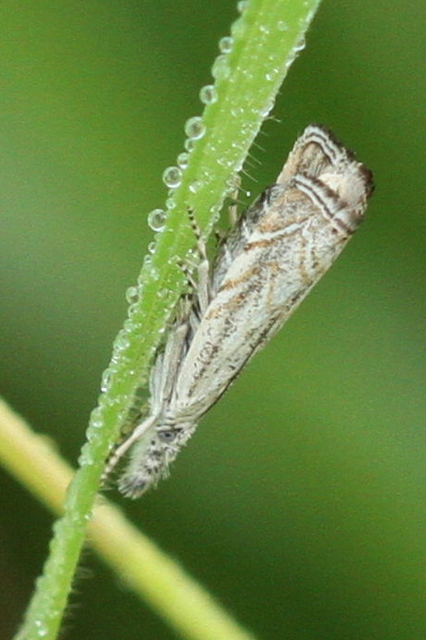 Platytes cerussella - törpe fűgyökérmoly
