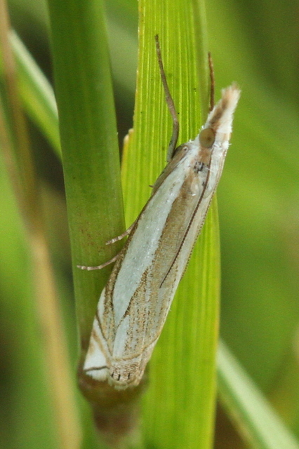Crambus pascuella - lápréti fűgyökérmoly