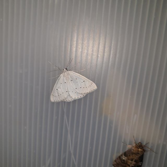 Orthostixis cribraria - pettyes fehéraraszoló