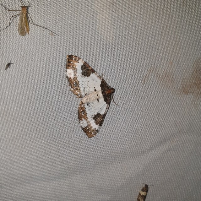 Melanthia procellata - hullámos tarkaaraszoló