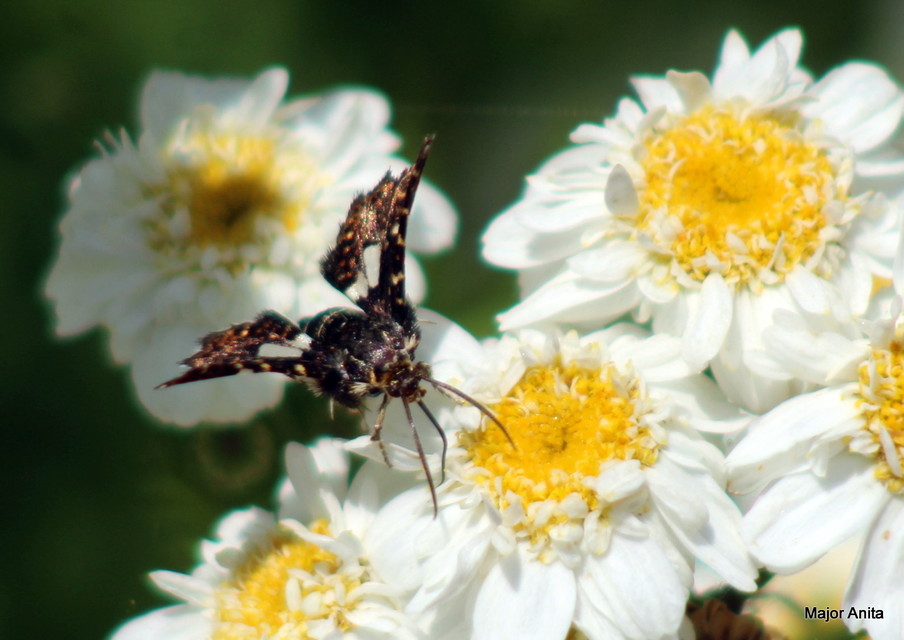 Thyris fenestrella - gyakori ablakosmoly
