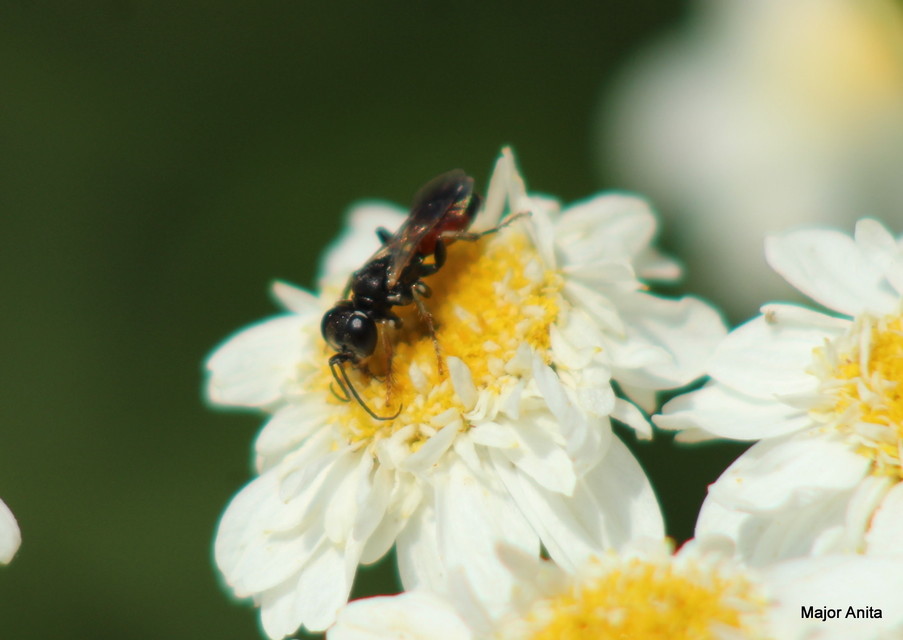 Crabronidae - szitásdarazsak