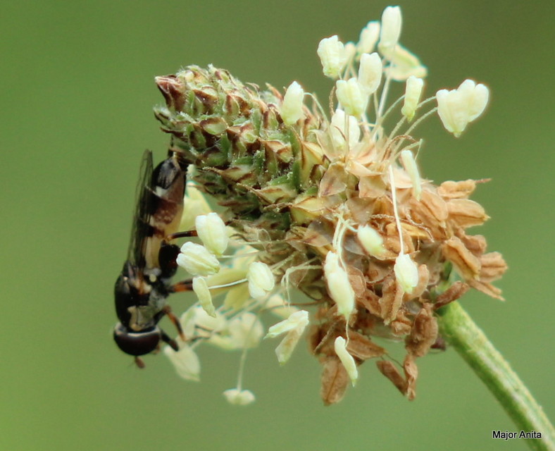 Syritta pipiens - zizegő comboslégy