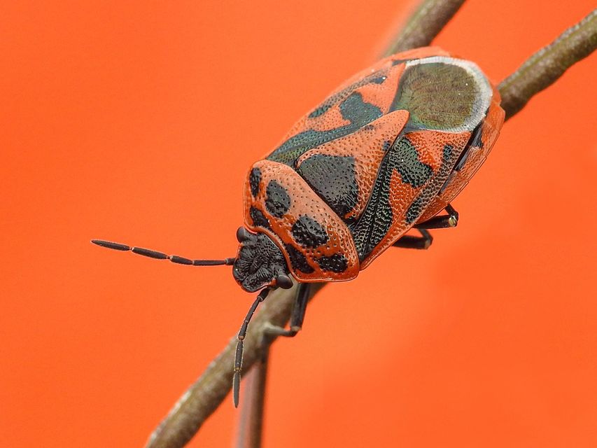 Eurydema ornata - díszespoloska